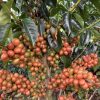 Sebastian-Gomez-coffee-cherries-scaled-1.jpg